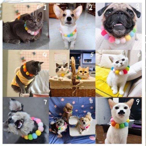 多咪多 現貨 萬聖節項圈 南瓜項圈 毛絨球項圈 球球項圈 貓咪項圈 狗狗項圈 寵物項圈 狗項圈 貓項圈 寵物配件 項圈-細節圖6