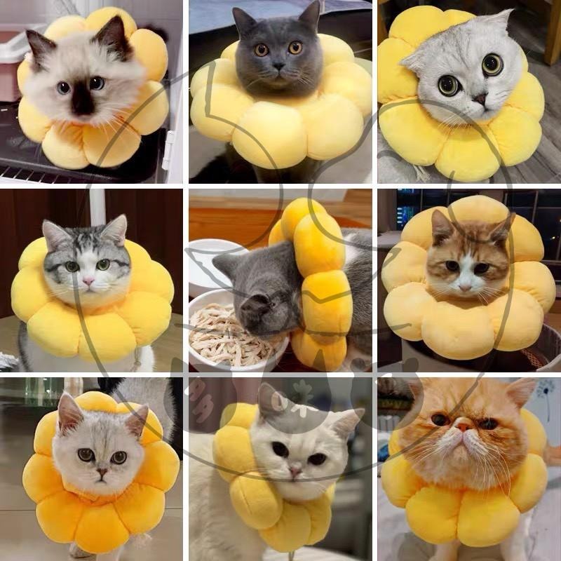 多咪多現貨 伊莉莎白頭套 太陽花頭套 小花頭套 防水頭套 寵物防咬 寵物頭套 寵物用品 寵物防舔 狗頭套 貓頭套-細節圖6