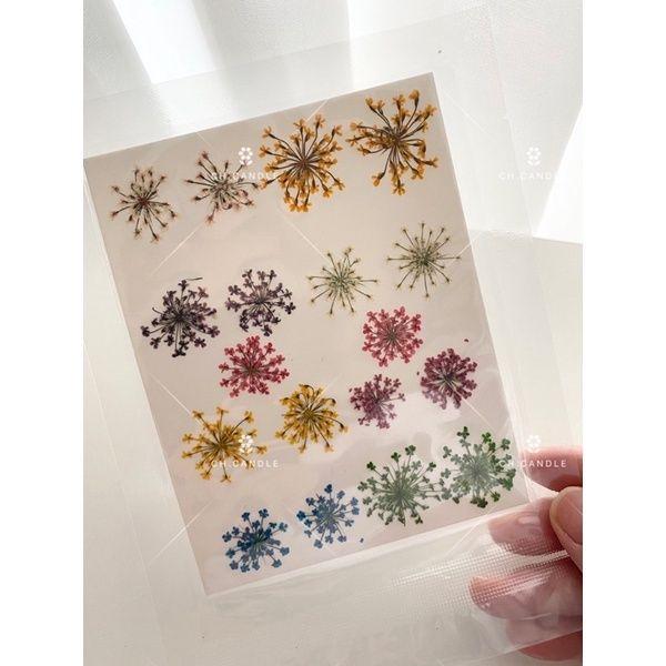 CH.CANDLE  新款 壓花 蕾絲花 滿天星 帶枝迷你玫瑰 乾燥花 押花 火漆 封蠟 蠟燭 都適用-細節圖4