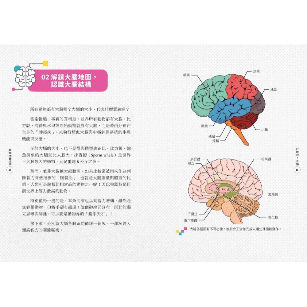 升級吧！大腦──激發大腦超能力，破解金魚腦、腦腐陷阱、演算法操控的祕密 /謝伯讓 /親子天下-細節圖2