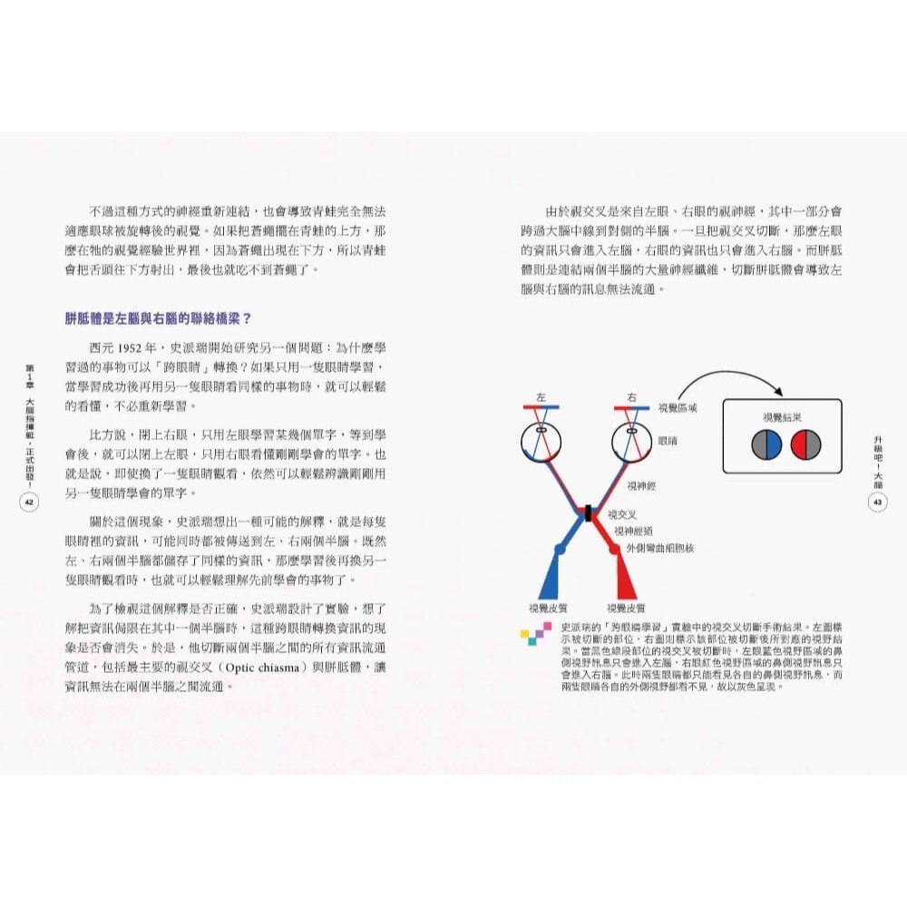 升級吧！大腦──激發大腦超能力，破解金魚腦、腦腐陷阱、演算法操控的祕密 /謝伯讓 /親子天下-細節圖4