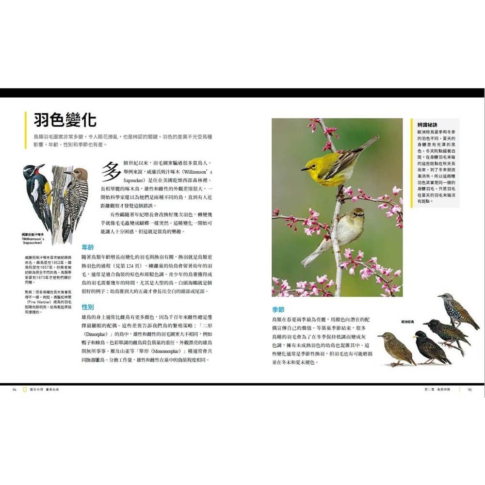 國家地理賞鳥指南 /諾亞．史崔克 /大石-細節圖6