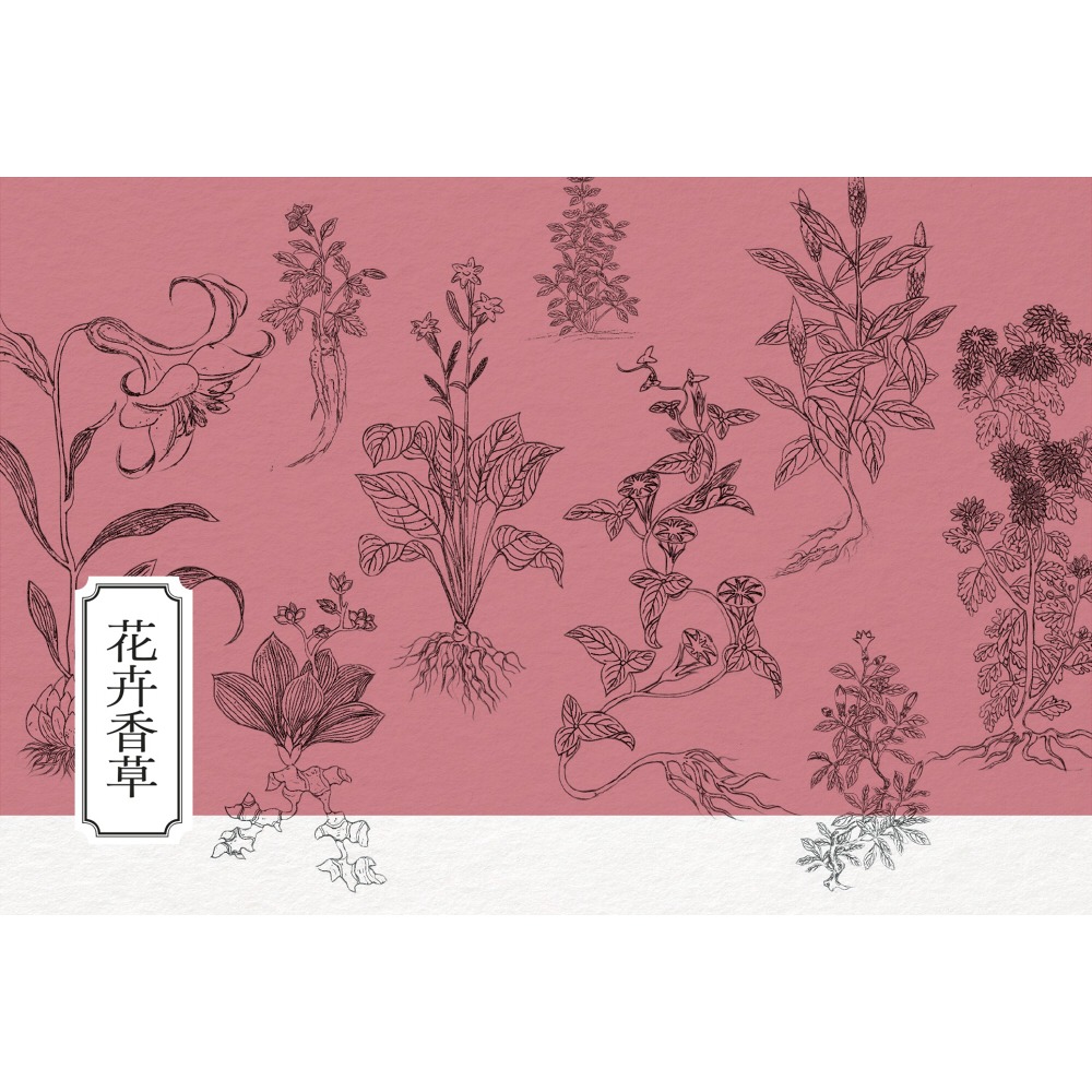 書適》隱世女畫家的自然手繪集：《金石昆蟲草木狀》花果篇 /聯經-細節圖5