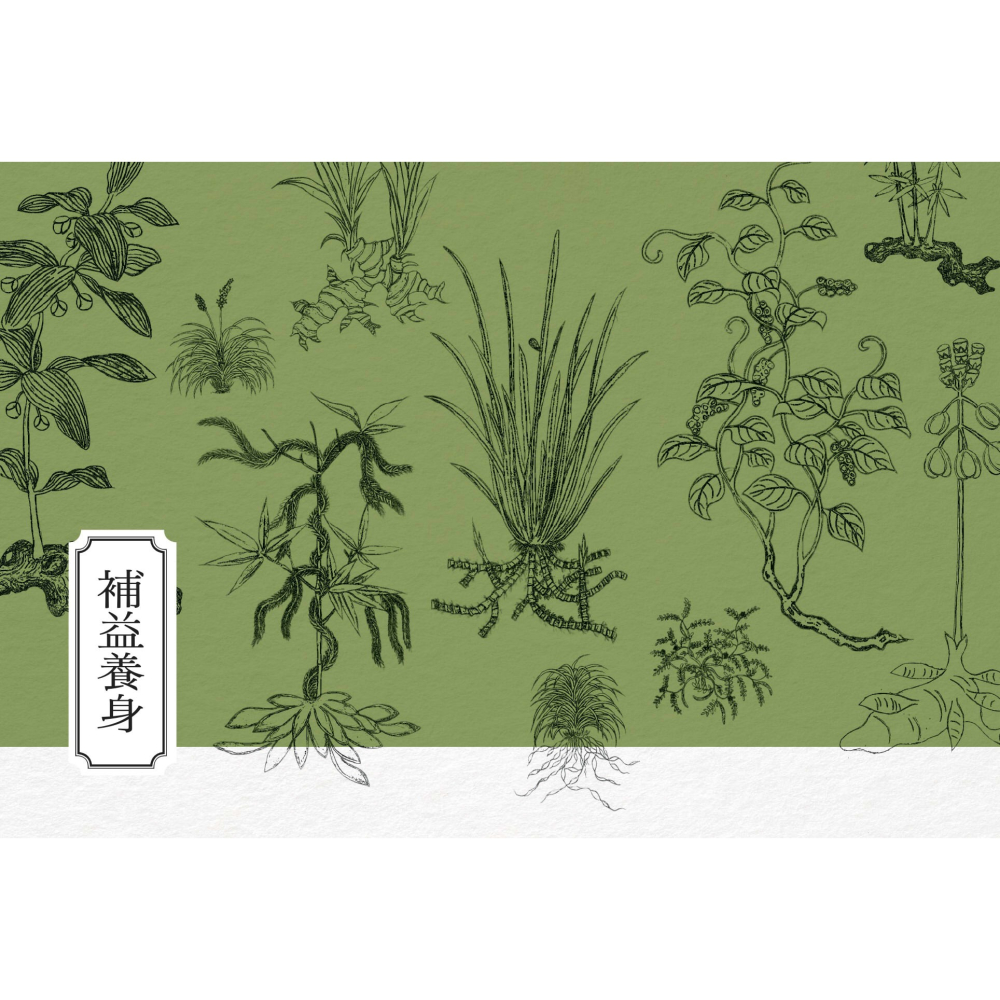 書適》隱世女畫家的自然手繪集：《金石昆蟲草木狀》藥草篇 /聯經-細節圖5