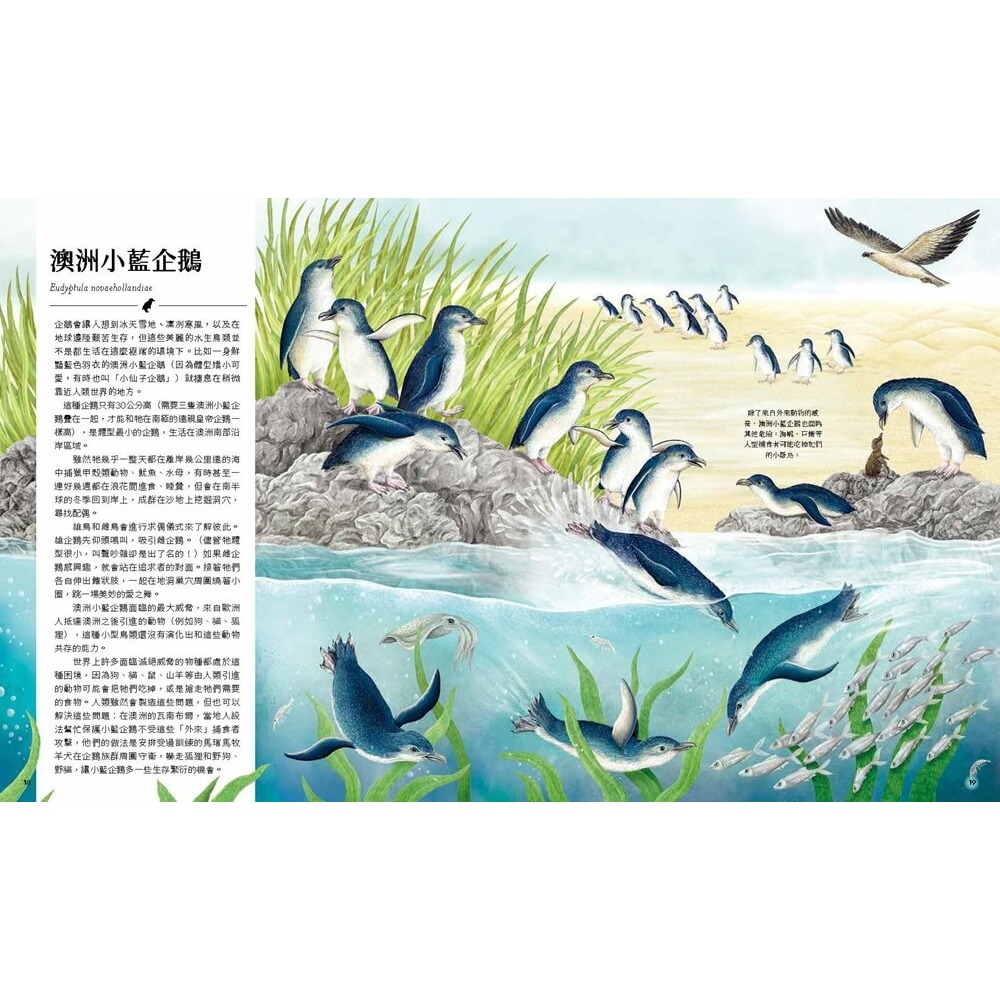 書適》迷你動物圖鑑：認識地球上30種最小的動物 /尼克．克倫普頓 /大石-細節圖4