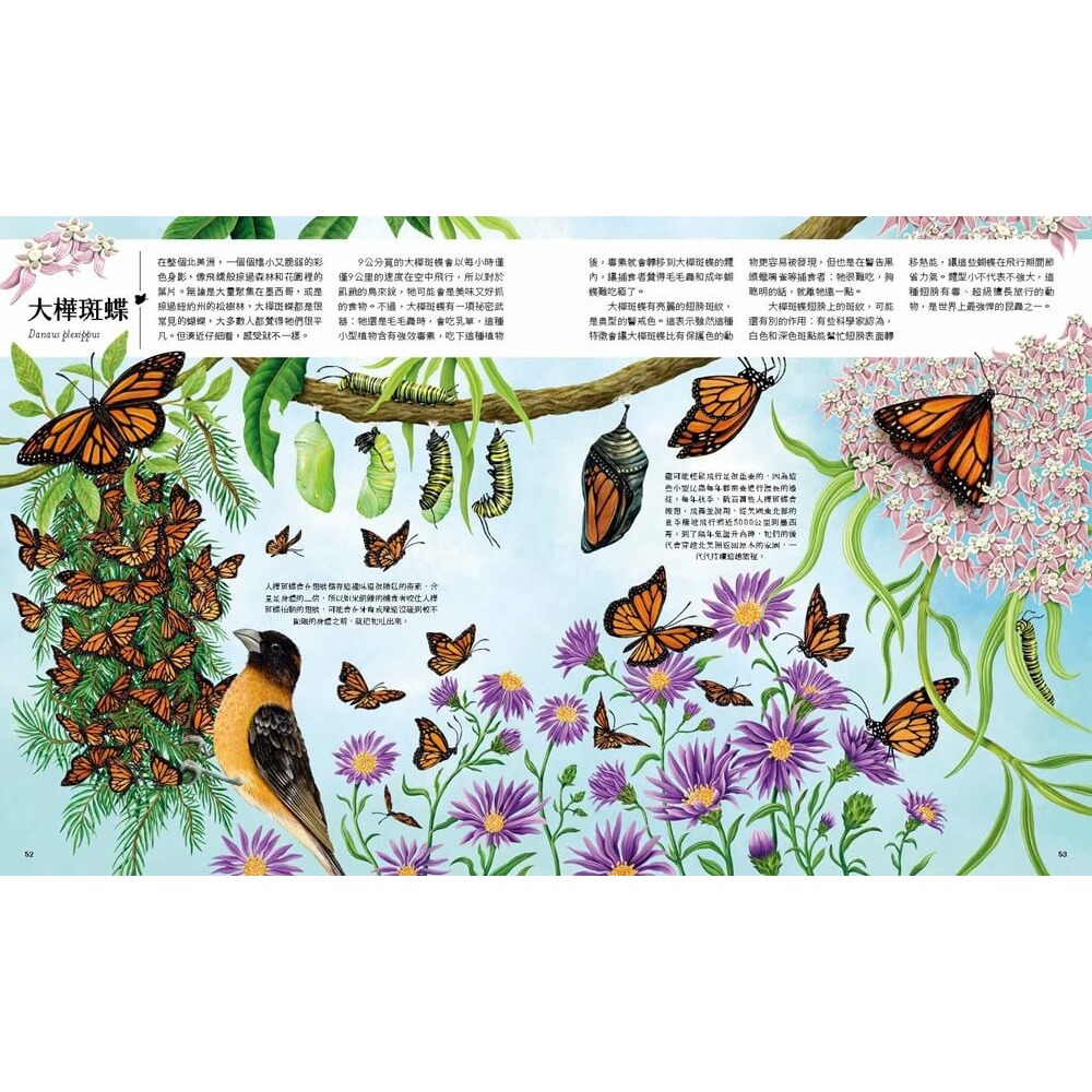 書適》迷你動物圖鑑：認識地球上30種最小的動物 /尼克．克倫普頓 /大石-細節圖6