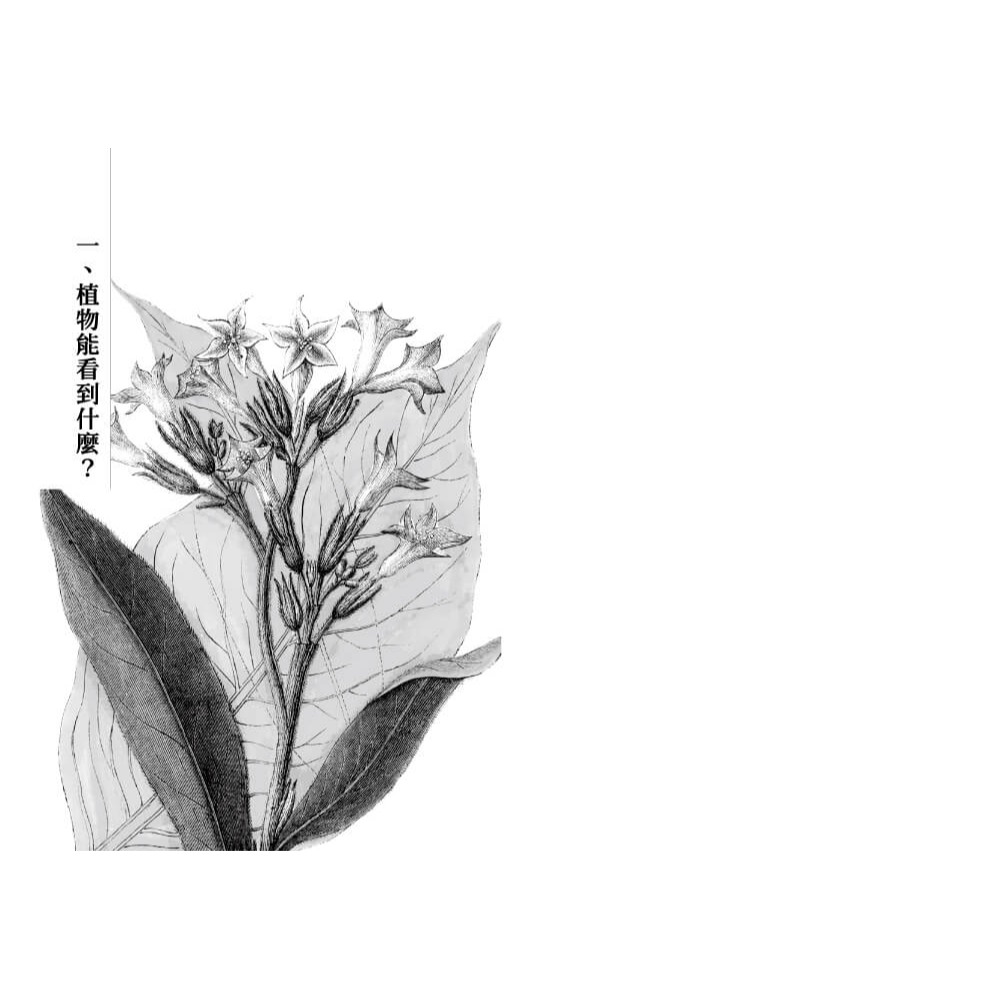 書適》植物的感官世界 /丹尼爾．查莫維茨 /寶瓶-細節圖2