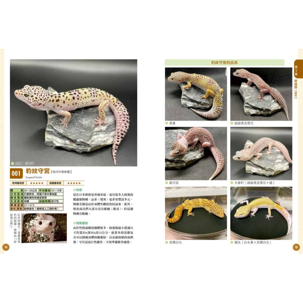 書適》爬蟲•兩棲類實用小圖鑑：精選120個物種！從人氣到稀有，找到最想飼養的小可愛 /朱雀文化-細節圖2