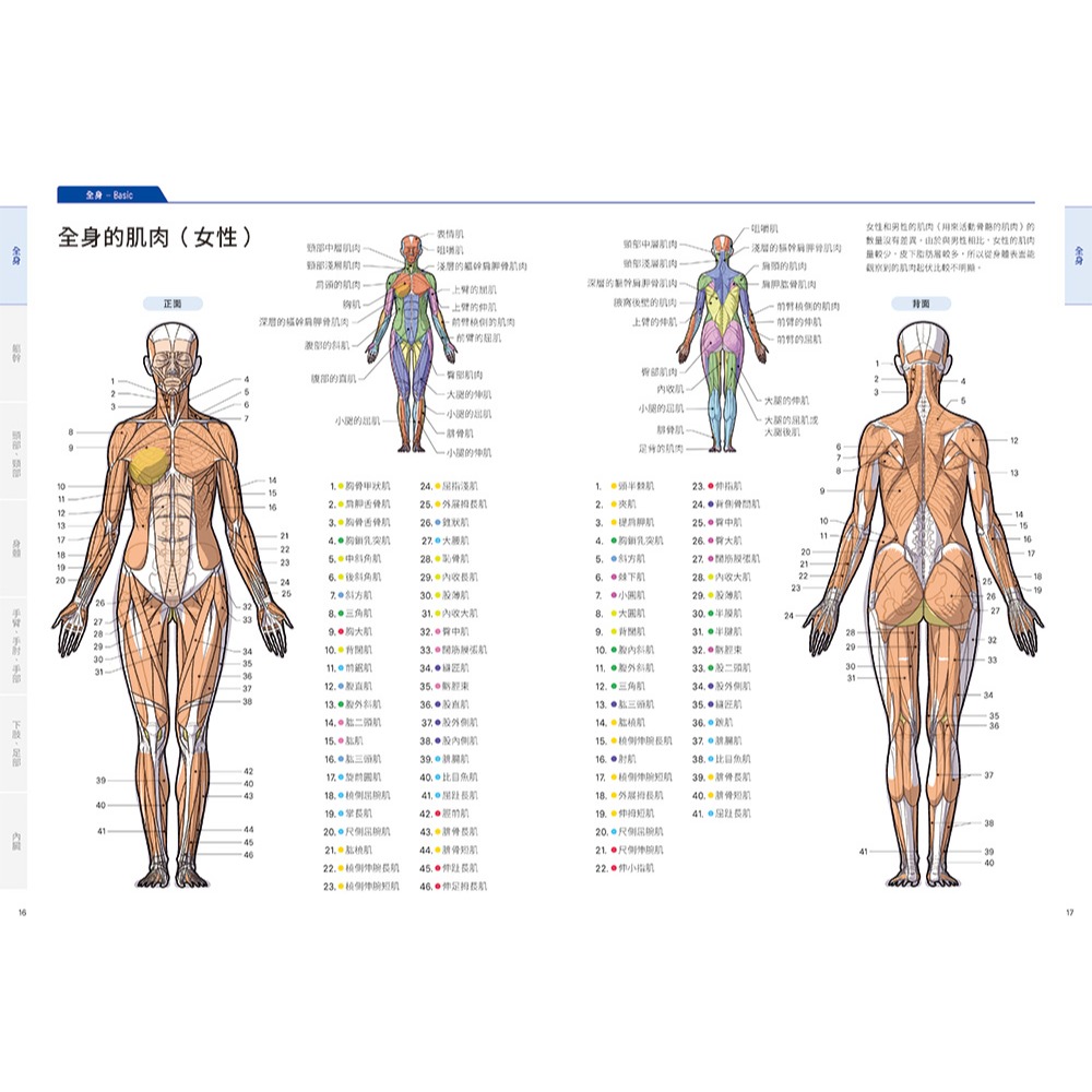 【書適團購】美術解剖學基礎教本 /加藤公太 /瑞昇文化-細節圖7
