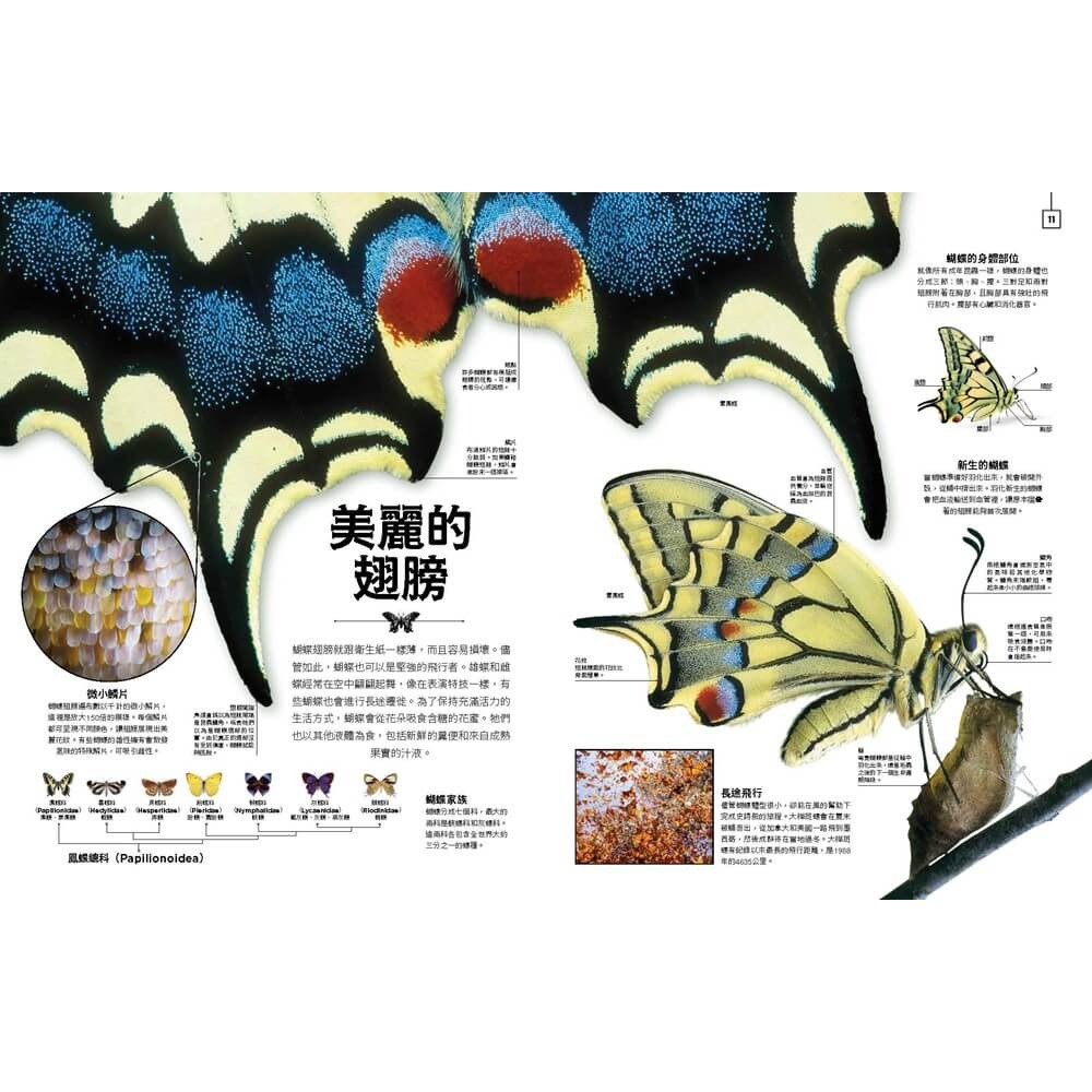 書適》小小觀察家的自然博物館：收藏自然界繽紛的形態與色彩，看見地球萬物的奧妙 /班．霍爾 /大石-細節圖4