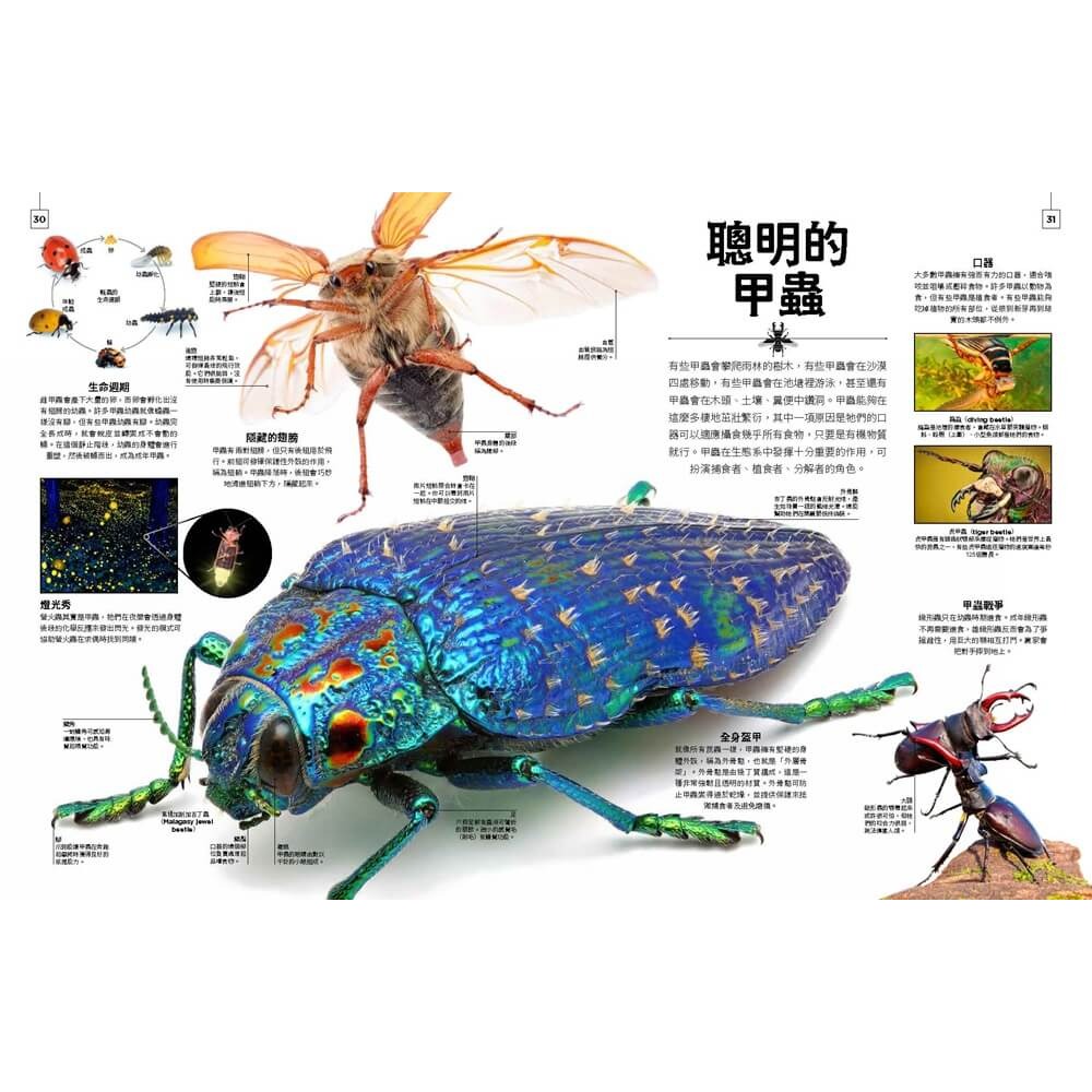 書適》小小觀察家的自然博物館：收藏自然界繽紛的形態與色彩，看見地球萬物的奧妙 /班．霍爾 /大石-細節圖5