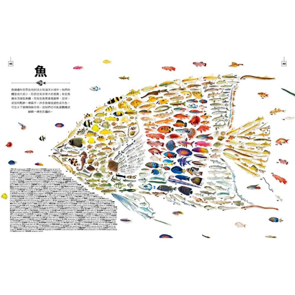 書適》小小觀察家的自然博物館：收藏自然界繽紛的形態與色彩，看見地球萬物的奧妙 /班．霍爾 /大石-細節圖6