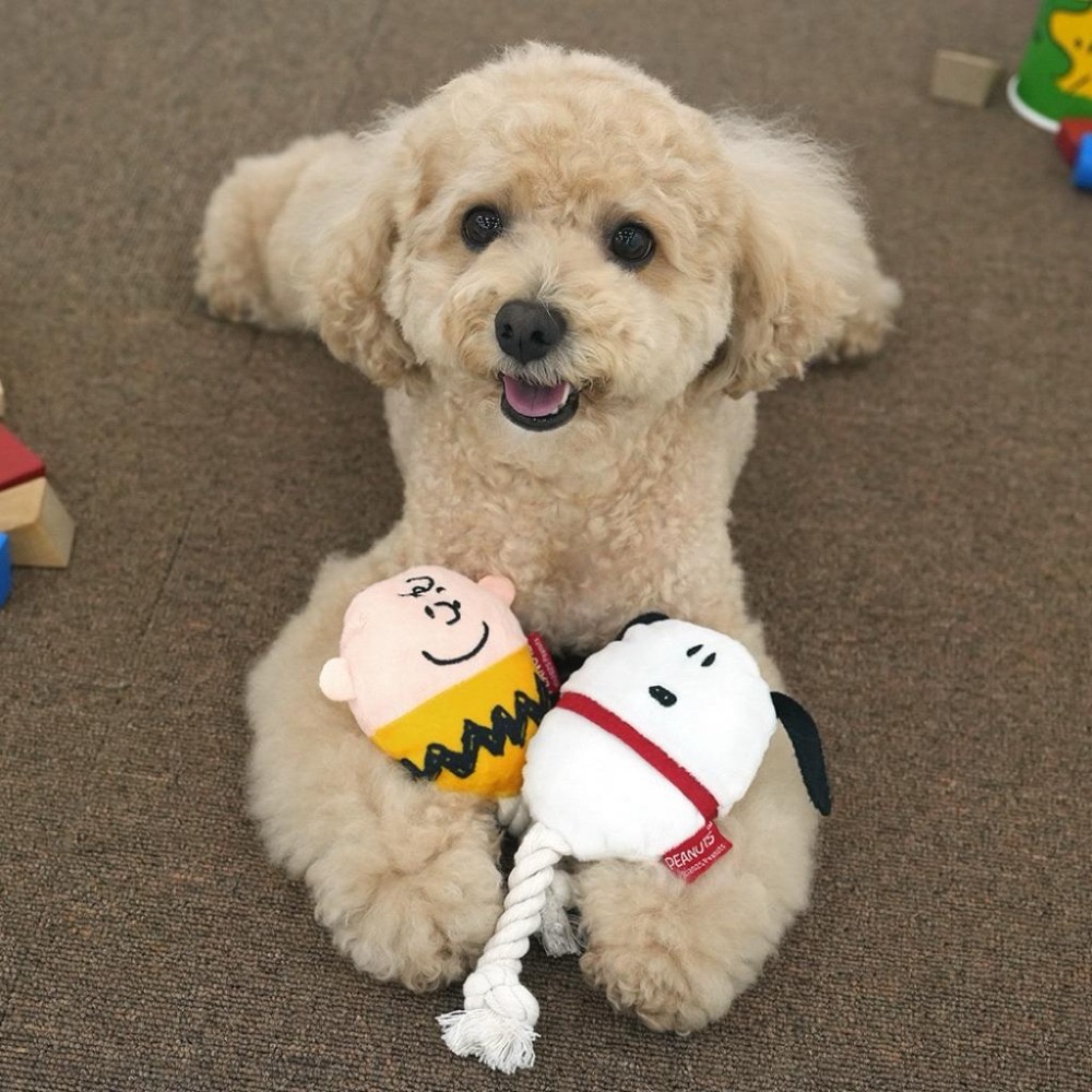 韓國🇰🇷Parisdog Snoopy peanuts寵物蛋型啾啾結繩拉扯玩具 查理布朗 史努比-細節圖2