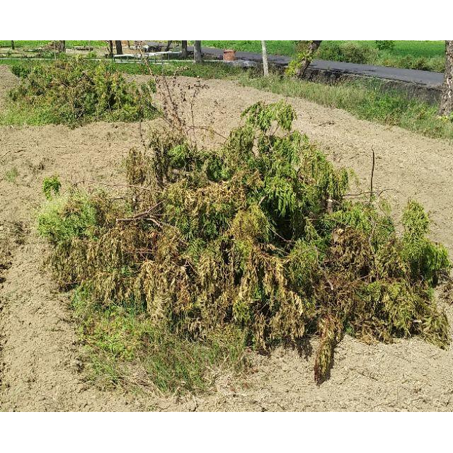 充電式鏈鋸  可鋸竹子 電鋸 單手鏈鋸  使用無刷馬達 8吋鏈條導板 ; 鋰電鏈鋸 電動單手鋸,高枝鋸 軍刀鋸可參考-細節圖9