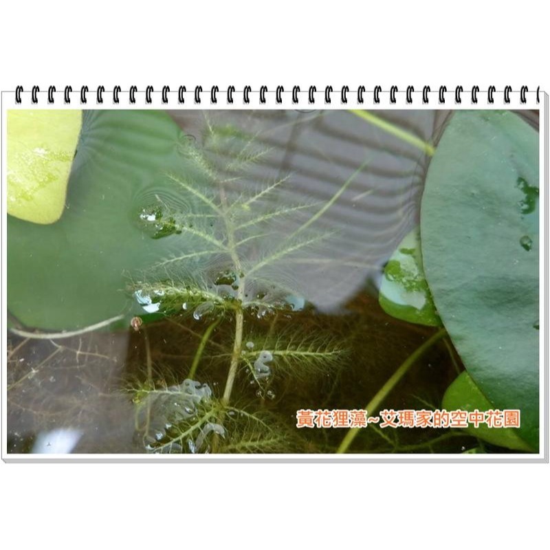 艾瑪家的空中花園~好康大放送!!黃花狸藻、黃花挖耳草、水上一枝黃花、金魚茜-細節圖3