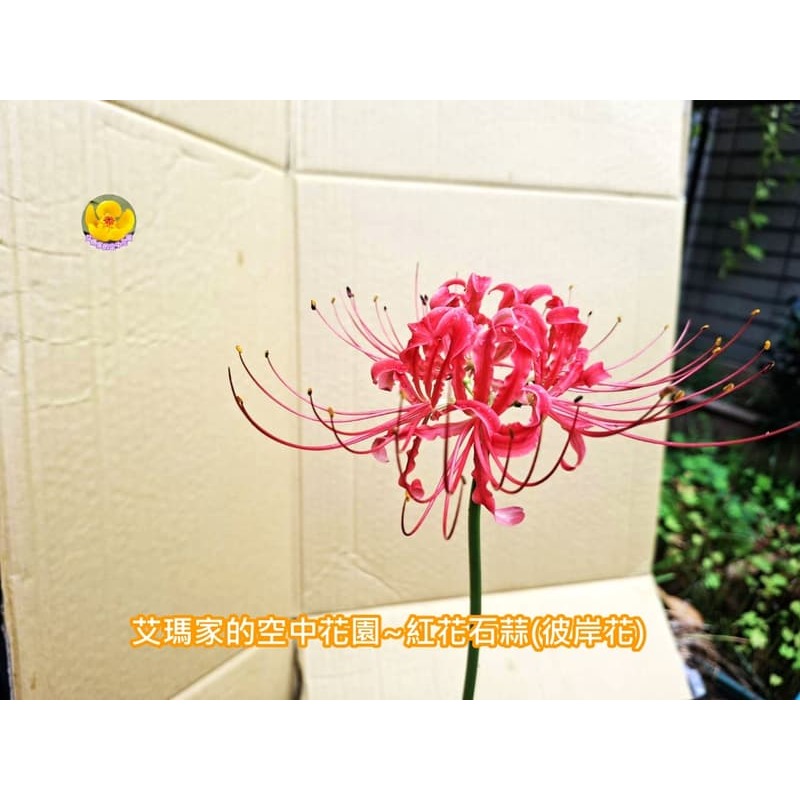 艾瑪家的花園~紅花石蒜球莖-細節圖2