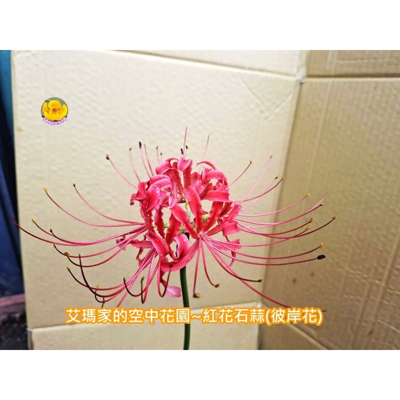 艾瑪家的花園~紅花石蒜球莖-細節圖3