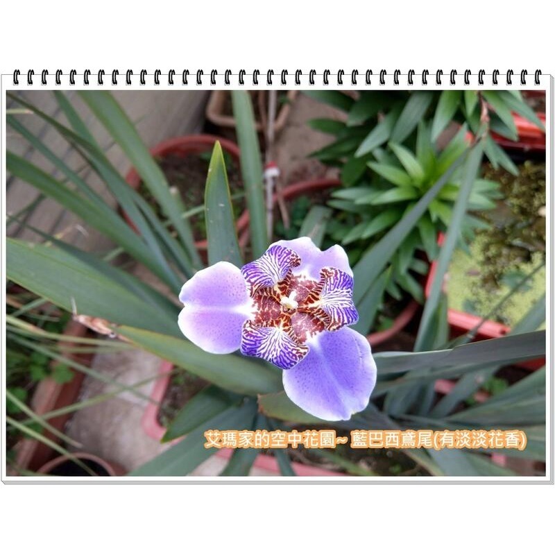 艾瑪家的空中花園~有現貨!!有淡淡花香的藍巴西鳶尾-細節圖2
