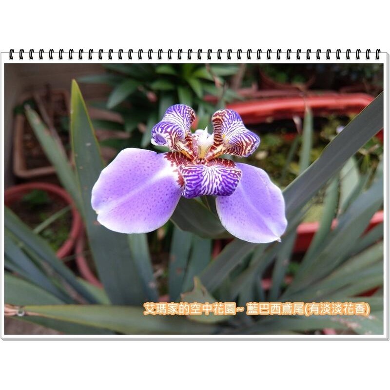 艾瑪家的空中花園~有現貨!!有淡淡花香的藍巴西鳶尾-細節圖3