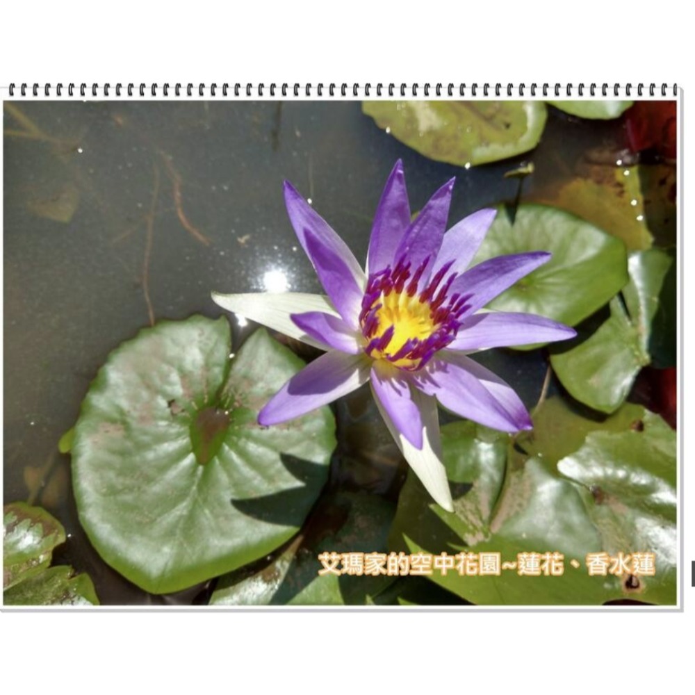 紫色香水蓮完整植株1株