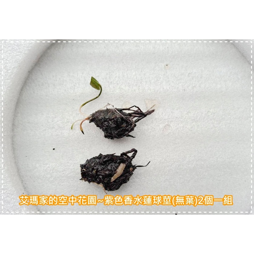 紫色香水蓮球莖2個一組