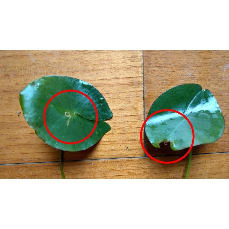 艾瑪家的空中花園~台灣萍蓬草(台灣特有種水生植物)、水蓮花、萍蓬草、河骨、台灣川骨、白蘭地酒瓶、孤戀花-細節圖2