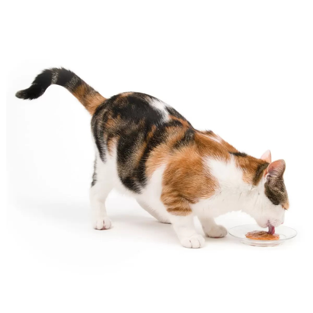 【快速出貨】 Catit Creamy 鮮肉泥貓零食 15公克 X 72入 Costco代購 好市多代購 貓咪肉泥條-細節圖5