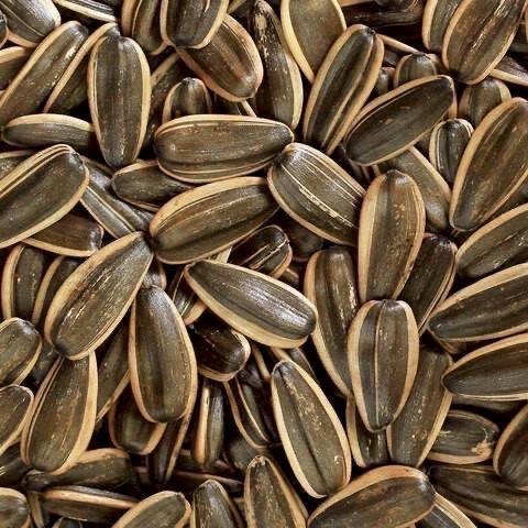 🌱阿華師🍀嗑瓜開運瓜大大8入禮盒-細節圖3