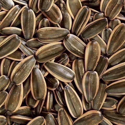 【華易購】 🌱阿華師🍀嗑瓜開運瓜大大8入禮盒-細節圖3