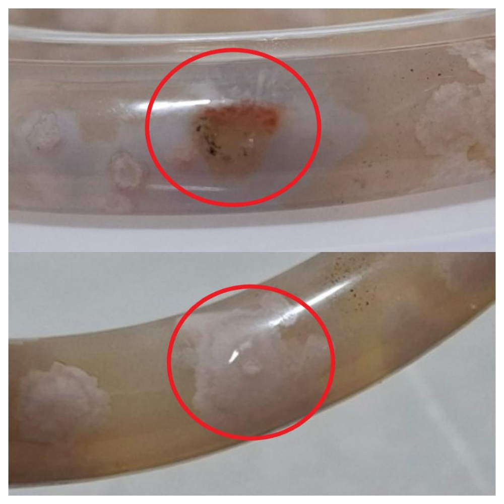 【三寶坊】天然櫻花瑪瑙手鐲 54圈口 圓條 瑪瑙手鐲小圈口 N489-細節圖7