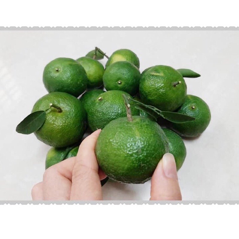 【新竹新埔橘子柳丁】現採出單《老欉》日本綠皮蜜柑砂糖橘 自產自銷-細節圖2