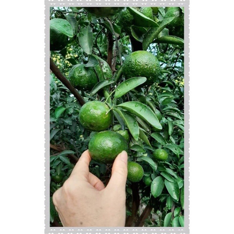 【新竹新埔橘子柳丁】現採出單《老欉》日本綠皮蜜柑砂糖橘 自產自銷-細節圖3