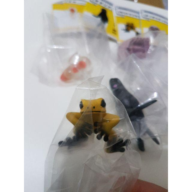 杯緣子 水族館 池袋 太陽城限定 海天使 樹蛙 海狗 大王蟲-細節圖5