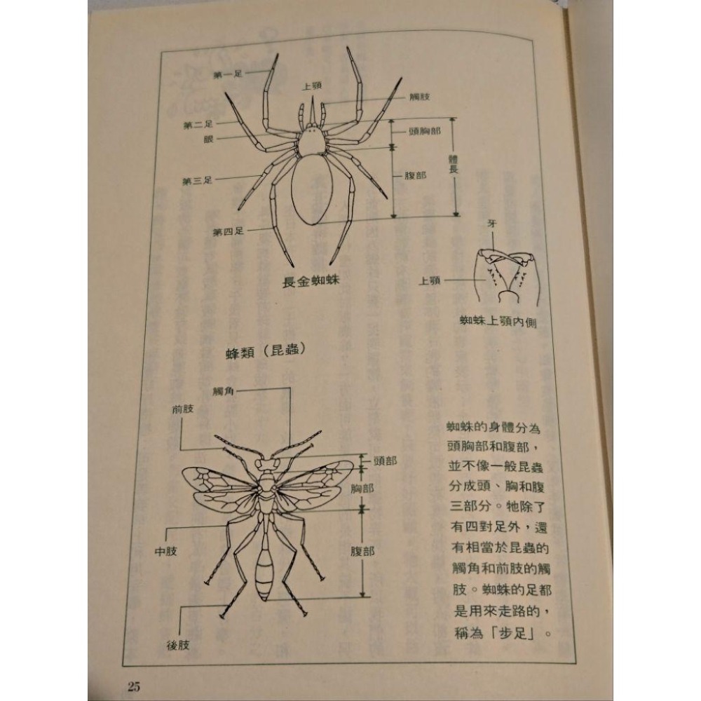 昆蟲記4 蠍子的決鬥  適合小學生 課外讀物-細節圖3