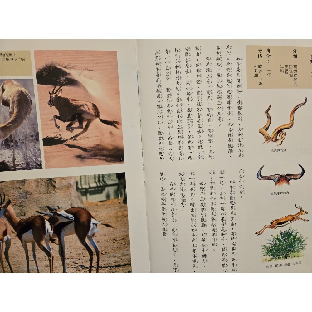 二手 童書 彩色動物童話世界4  明山書局 幼稚園書童書  有注音及圖片  老殘遊記(沒注音)-細節圖2