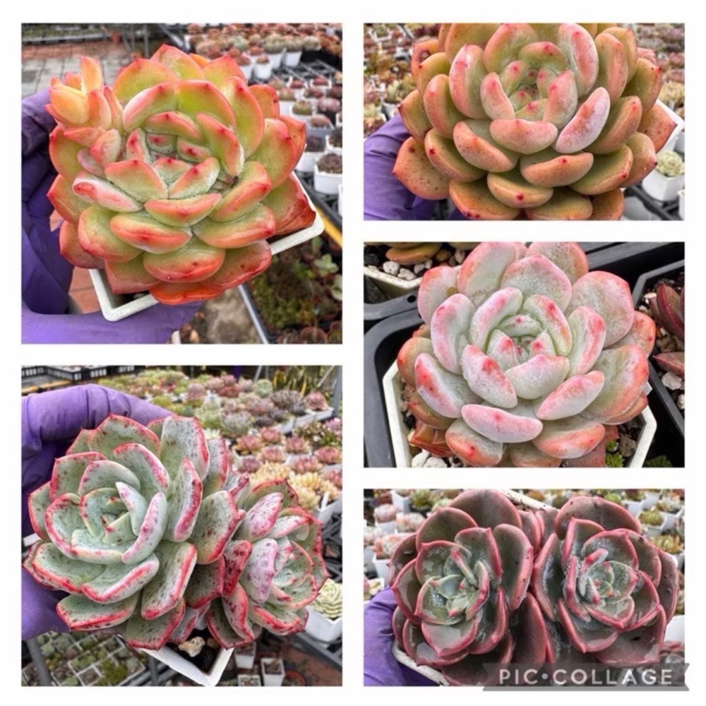 春園多肉🈵199發貨【399超商免運】  🚚 4吋多肉植物組盆、辦公室療癒小盆栽、贈品🎁-細節圖4