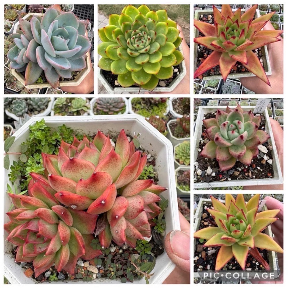 《春園多肉》4吋多肉 植物組盆 辦公室療癒小盆栽 風水擺飾 贈品🎁 🈵 199發貨【77領卷免運】 🚚-細節圖2