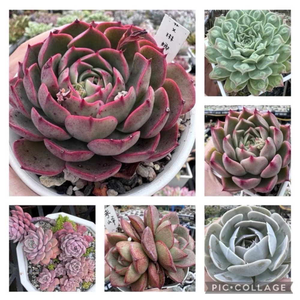 《春園多肉》4吋多肉 植物組盆 辦公室療癒小盆栽 風水擺飾 贈品🎁 🈵 199發貨【77領卷免運】 🚚-細節圖3