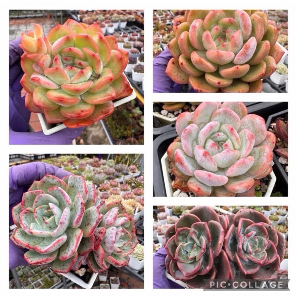 《春園多肉》4吋多肉 植物組盆 辦公室療癒小盆栽 風水擺飾 贈品🎁 🈵 199發貨【77領卷免運】 🚚-細節圖4