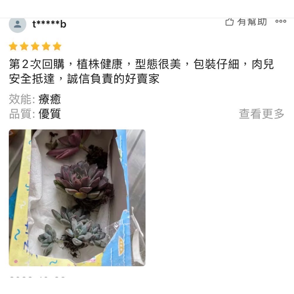 《春園多肉》4吋多肉 植物組盆 辦公室療癒小盆栽 風水擺飾 贈品🎁 🈵 199發貨【77領卷免運】 🚚-細節圖10