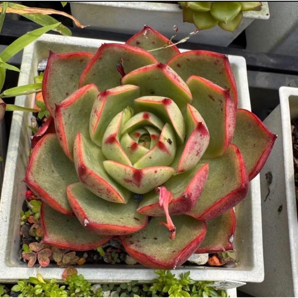 春園多肉🈵199發貨【399超商免運】  🚚 4吋多肉植物組盆、辦公室療癒小盆栽、贈品🎁-規格圖11