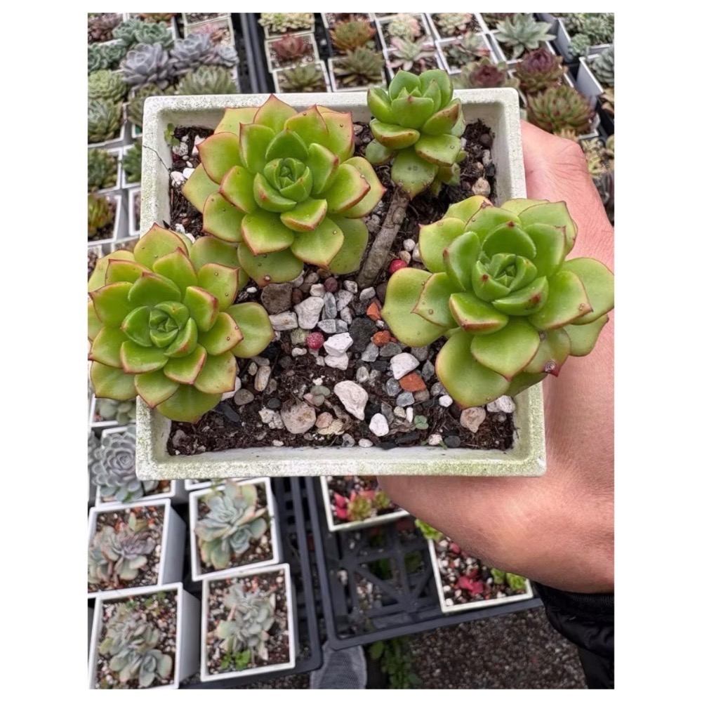 春園多肉🈵199發貨【399超商免運】  🚚 4吋多肉植物組盆、辦公室療癒小盆栽、贈品🎁-規格圖11