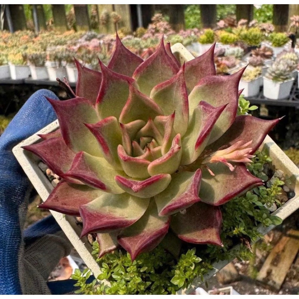 春園多肉🈵199發貨【399超商免運】  🚚 4吋多肉植物組盆、辦公室療癒小盆栽、贈品🎁-規格圖11