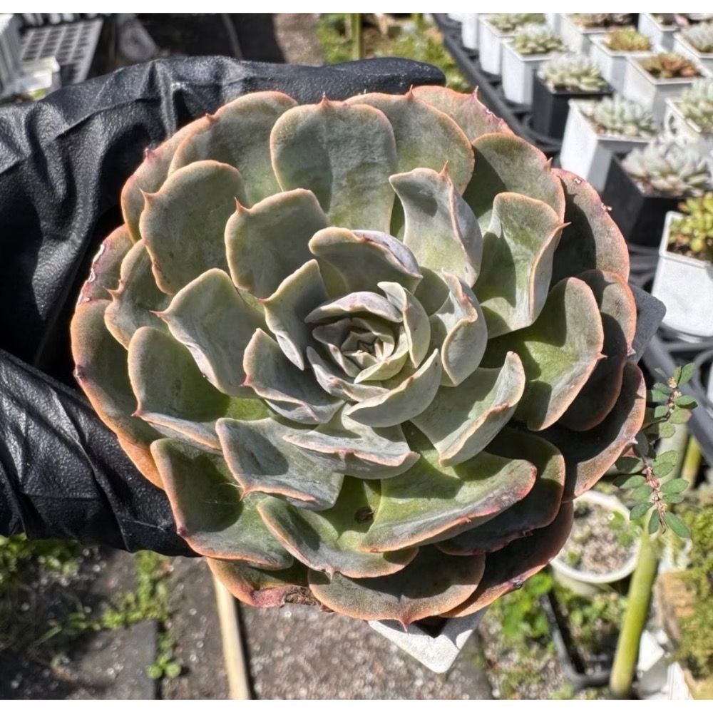 春園多肉🈵199發貨【399超商免運】  🚚 4吋多肉植物組盆、辦公室療癒小盆栽、贈品🎁-規格圖11