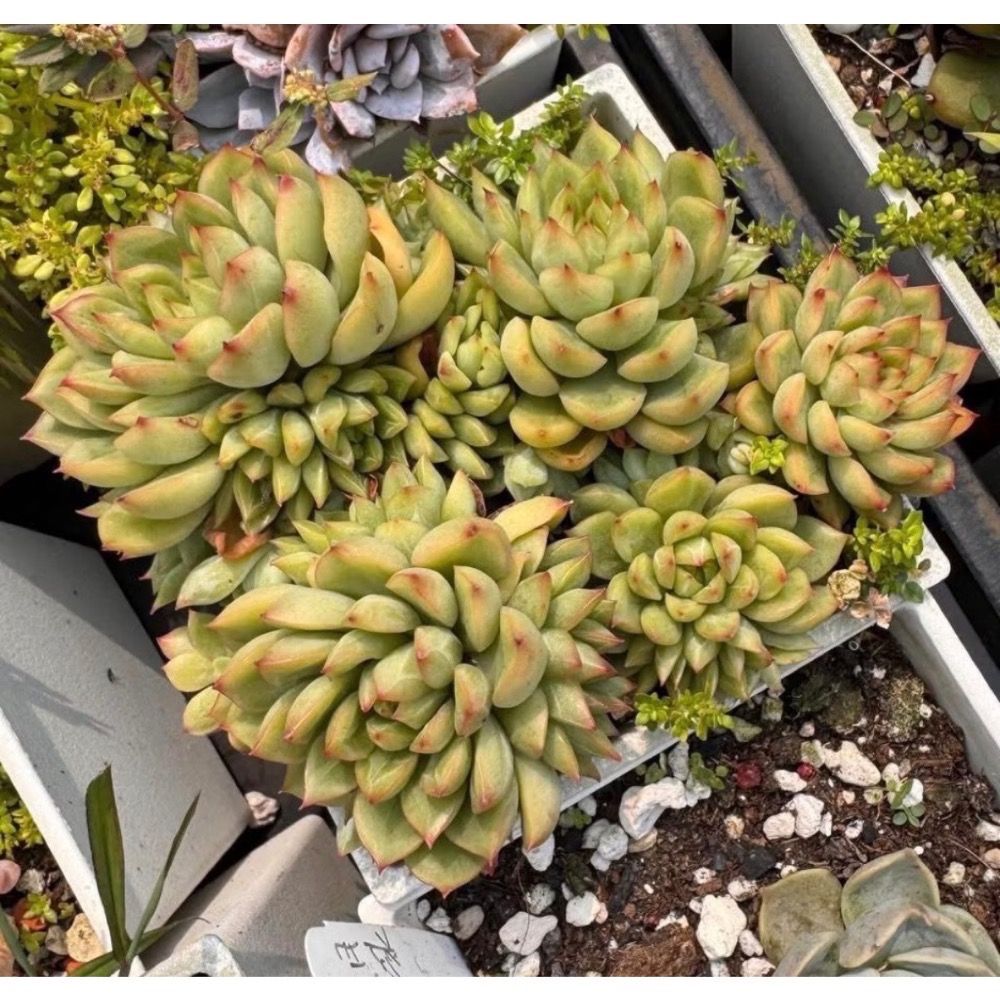 《春園多肉》4吋多肉 植物組盆 辦公室療癒小盆栽 風水擺飾 贈品🎁 🈵 199發貨【77領卷免運】 🚚-規格圖11