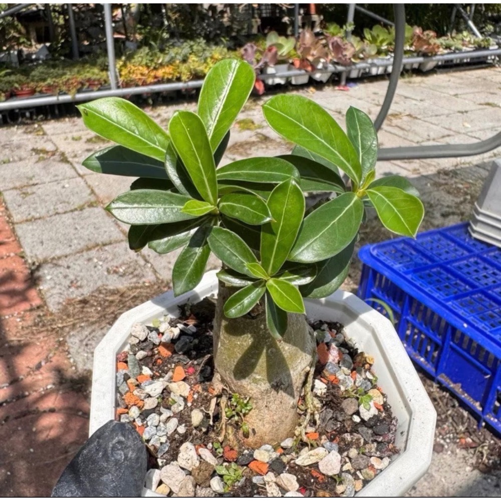春園多肉🈵199發貨【399超商免運】  🚚 4吋多肉植物組盆、辦公室療癒小盆栽、贈品🎁-規格圖11