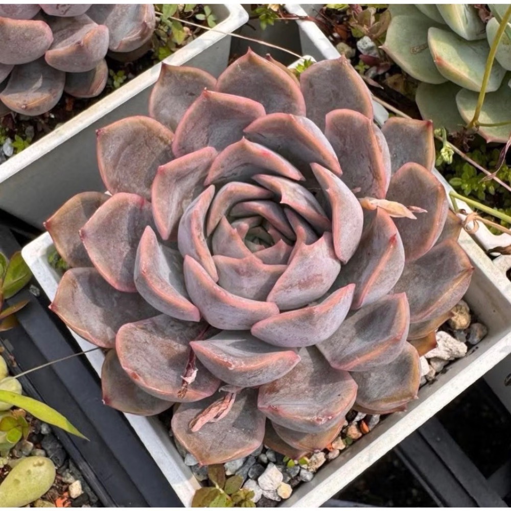 《春園多肉》4吋多肉 植物組盆 辦公室療癒小盆栽 風水擺飾 贈品🎁 🈵 199發貨【77領卷免運】 🚚-規格圖11