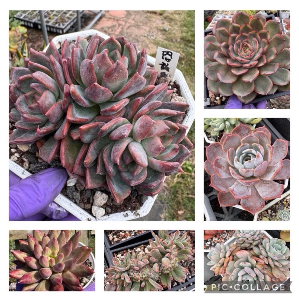 春園多肉🈵199發貨【399超商免運】  🚚 4吋多肉植物組盆、辦公室療癒小盆栽、風水擺飾、贈品🎁（多款選購）-細節圖2