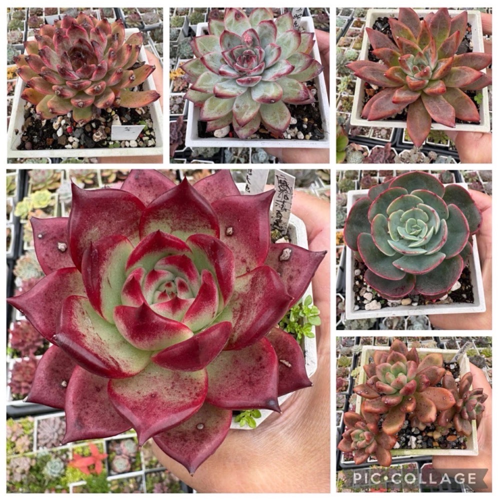 春園多肉🈵199發貨【399超商免運】  🚚 4吋多肉植物組盆、辦公室療癒小盆栽、風水擺飾、贈品🎁（多款選購）-細節圖3
