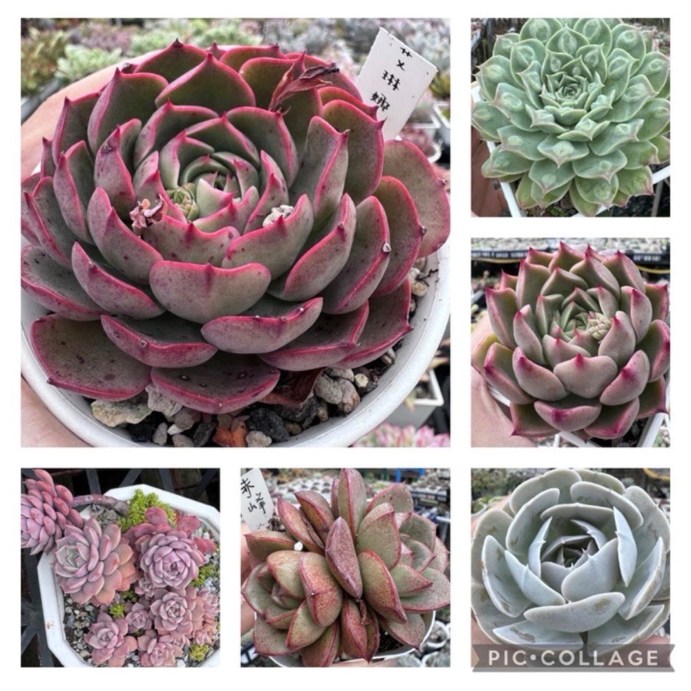 春園多肉🈵199發貨【399超商免運】  🚚 4吋多肉植物組盆、辦公室療癒小盆栽、風水擺飾、贈品🎁（多款選購）-細節圖4